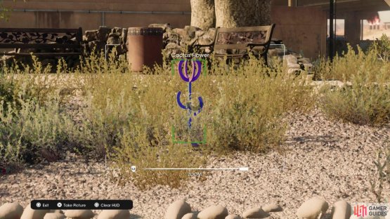 Take a picture of the &ldquo;Cactus Flower&rdquo; collectible to obtain it.