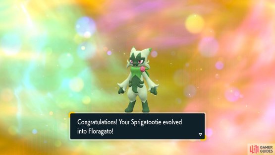 Sprigatito evolves into Florgato at Level 16