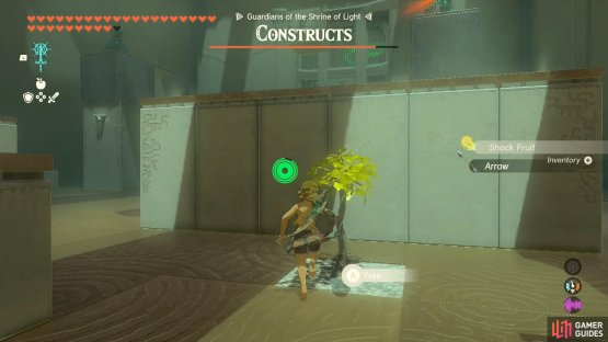 Gathering the shcok fruit