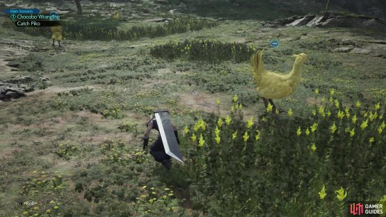 During Chocobo Intel events (Chocobo Wrangling) you&rsquo;ll need to sneak past wary chocobos,