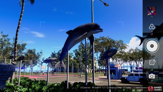 and take a picture of the dolphins.