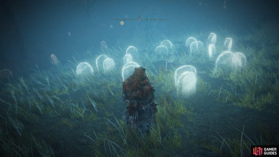 to find the last Larval Tear.