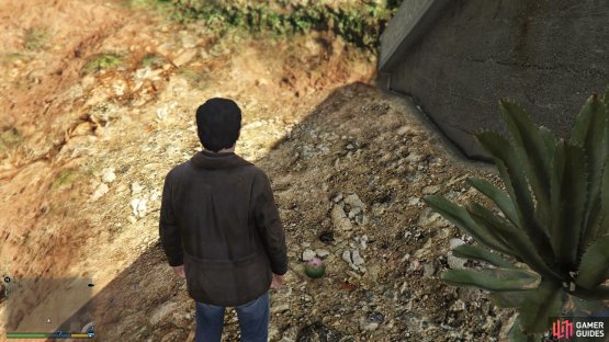 to find this peyote plant sitting near the entrance to the drain. 
