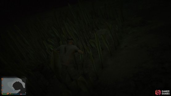 to find the peyote plant sitting on the alamo seabed.