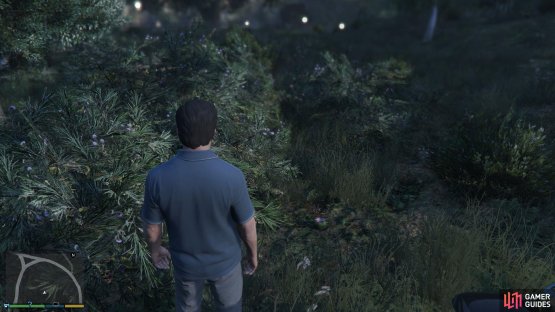 to find the peyote plant sitting by a bush.