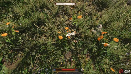Collect some Marigold, Poppies and Sage