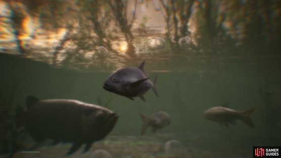 Ponizovje South is the mother lode for all three types of fish.
