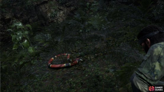 The Coral and Milk Snakes look alike.