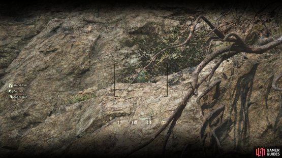 This GA-KO is on a ledge above the roots, which can be more clearly seen via your binoculars.