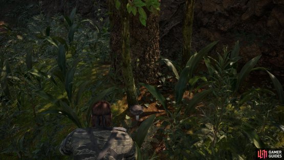 You can find the Spatsa mushroom in Svyatogornyj South.