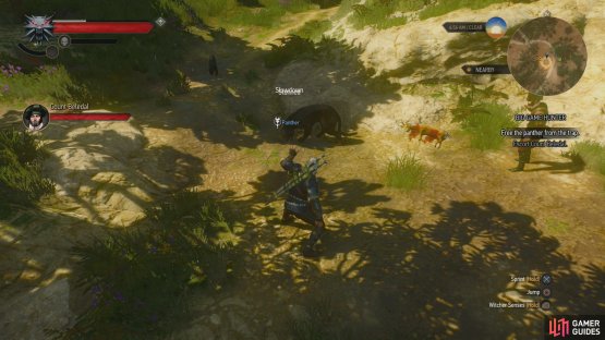 Use Axii to calm a trapped panther,