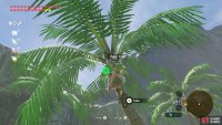 Again, there are many palm trees with fruit.