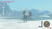These large animals are fairly passive and they&rsquo;re easy targets.