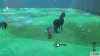 Alternatively, sneak up and tame a horse.