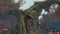 climb the large tree behind the Old Lady