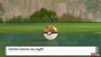 When you find the Pok&eacute;mon you want, throw Safari Balls and pray for the best!